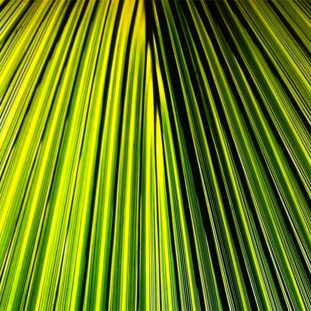 Raw Ivy cover art