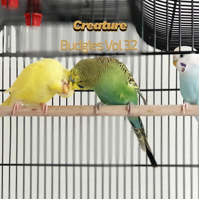Budgies, Vol. 32 cover art