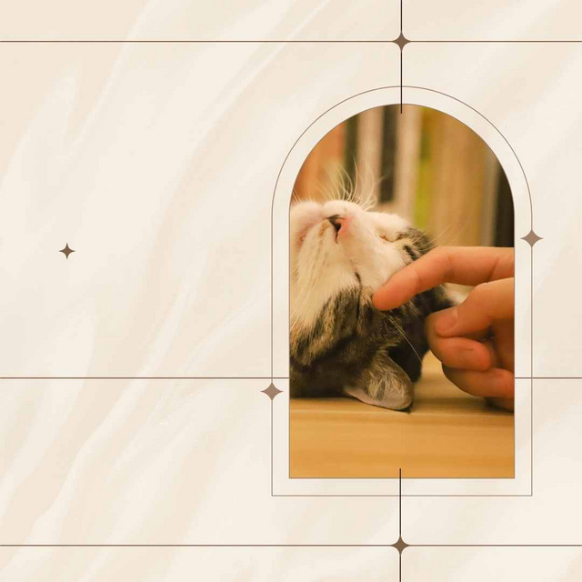 No Drums Jazz - Bgm for Loved Cats cover art