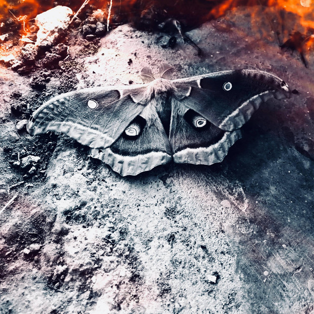 Within the Flame cover art