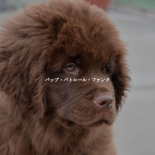 パップ・パトロール・ファンク cover art
