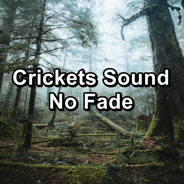 Crickets Sound No Fade