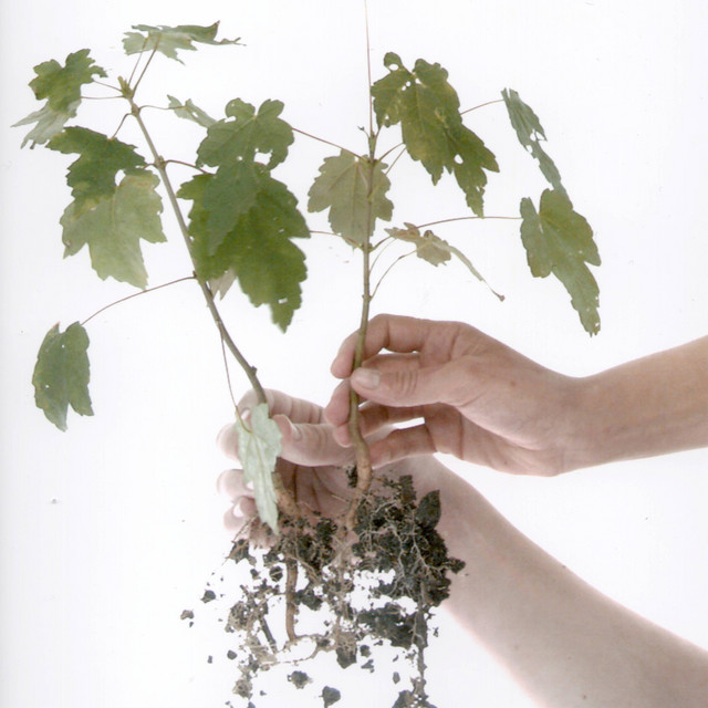 Two Trees cover art