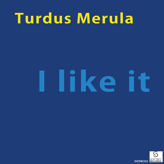 Turdus Merula Photo