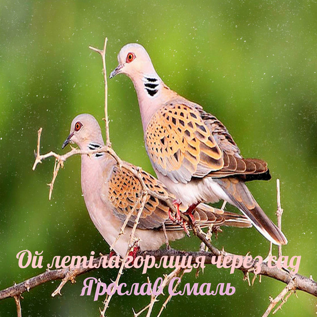 Обкладинка: Ой летіла горлиця через сад — Ярослав Смаль