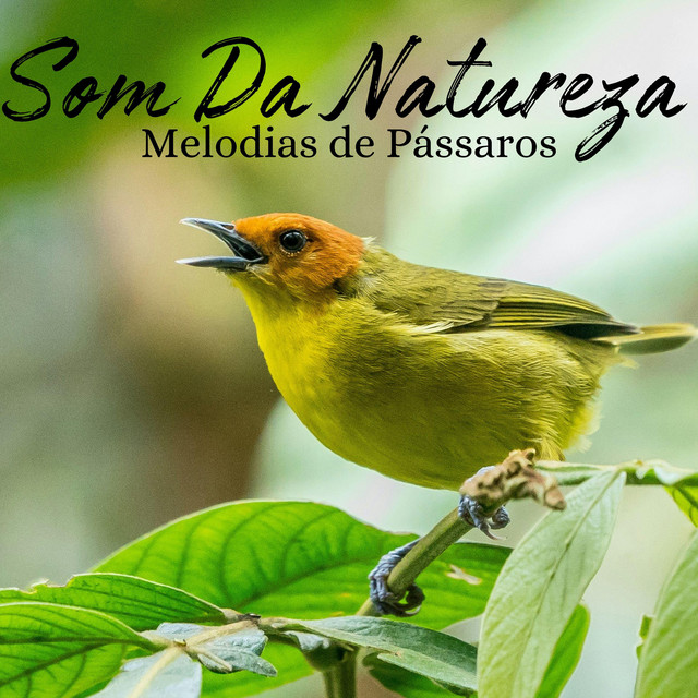 Melodias de Pássaros cover art