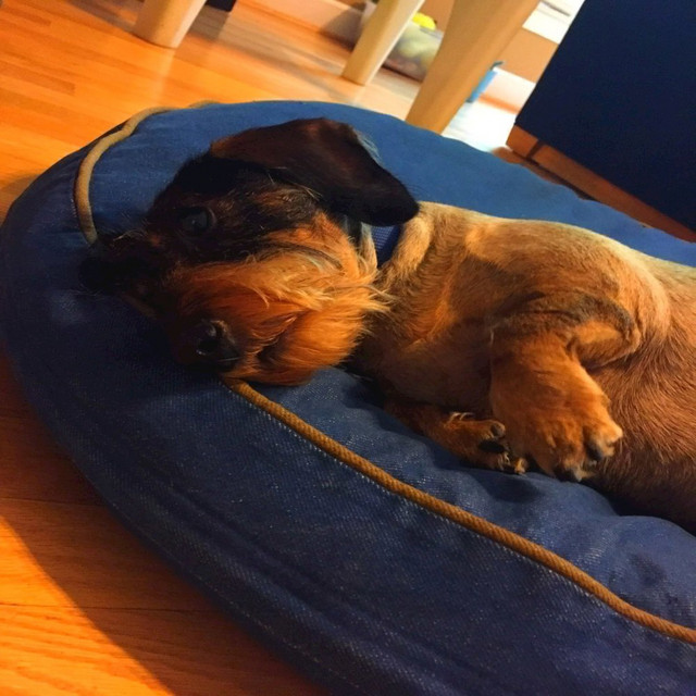 Staying in Bed Is the New Accomplishing Your Dreams cover