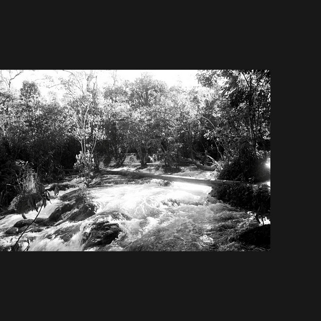 Para convertirse en flores de mezcalapa cover