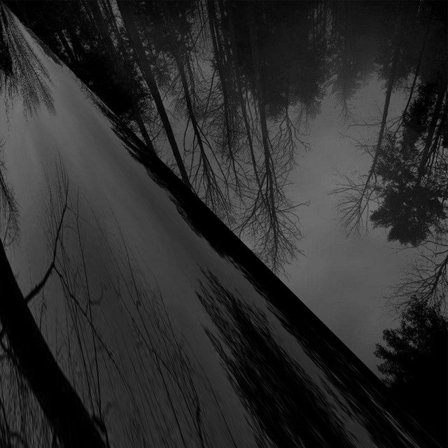 Forest Curse cover