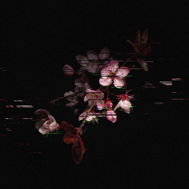 Sakura cover art