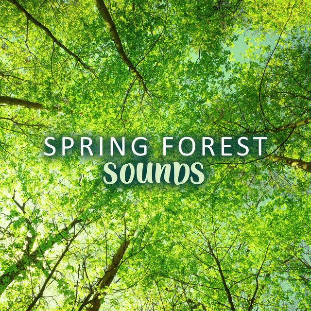 Spring Forest Sounds: Most Relaxing Sounds of Birds and Nature - Album ...