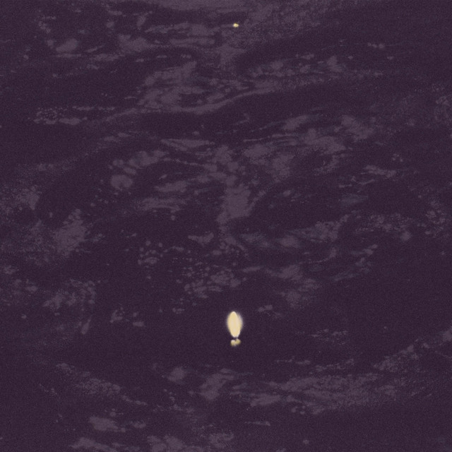 Chamomile cover art
