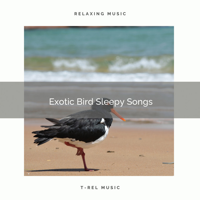 2021 New: Exotic Bird Sleepy Songs cover art