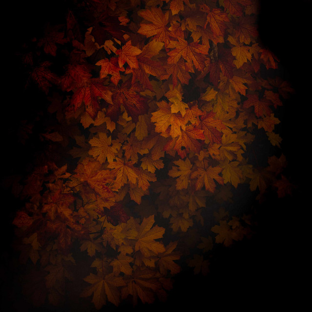 In the Fall cover art