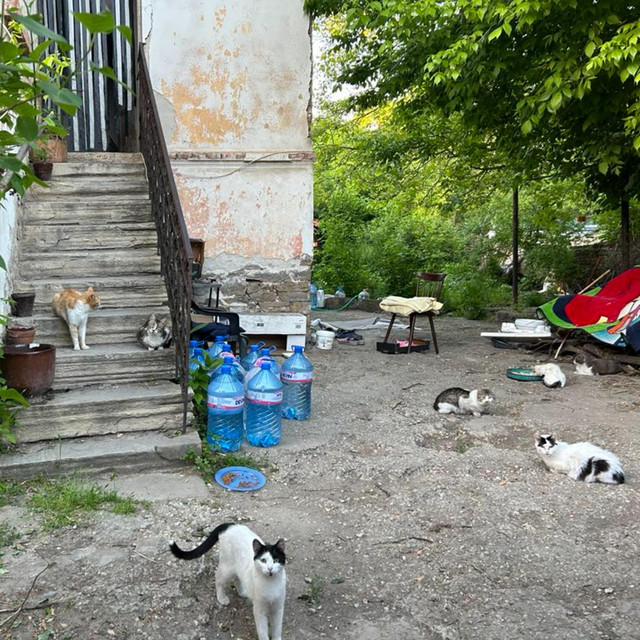 Cats cover art