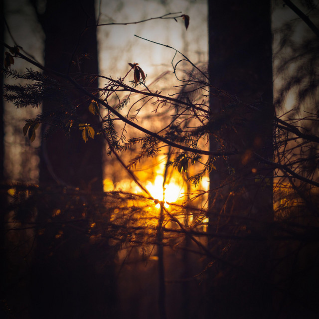 Crickets Singing in Forest for Peaceful Sleep and Relaxation album image
