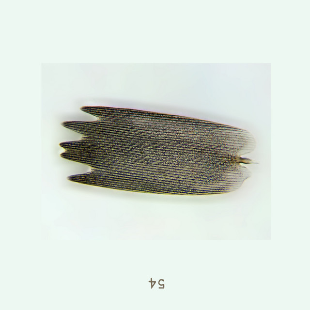 killu cover art