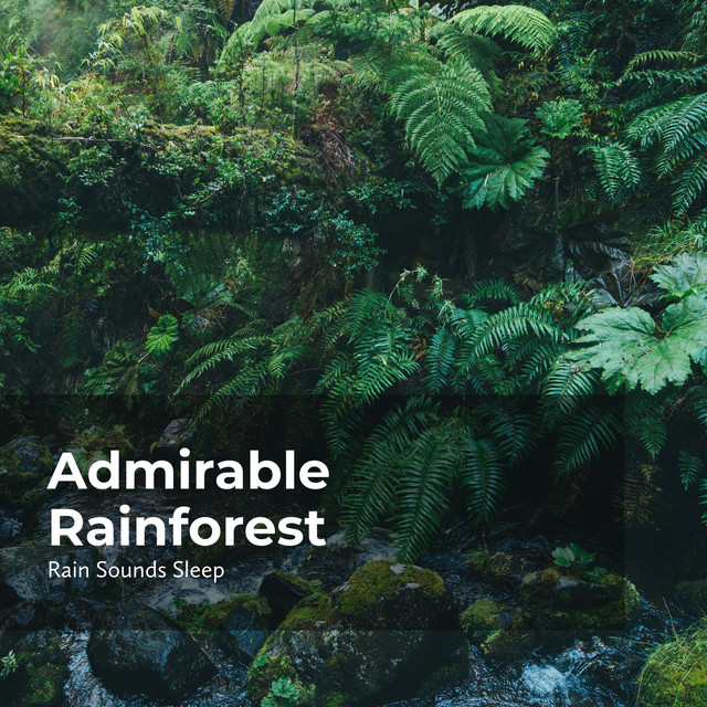 Admirable Rainforest - Album by Rain Sounds Sleep | Spotify