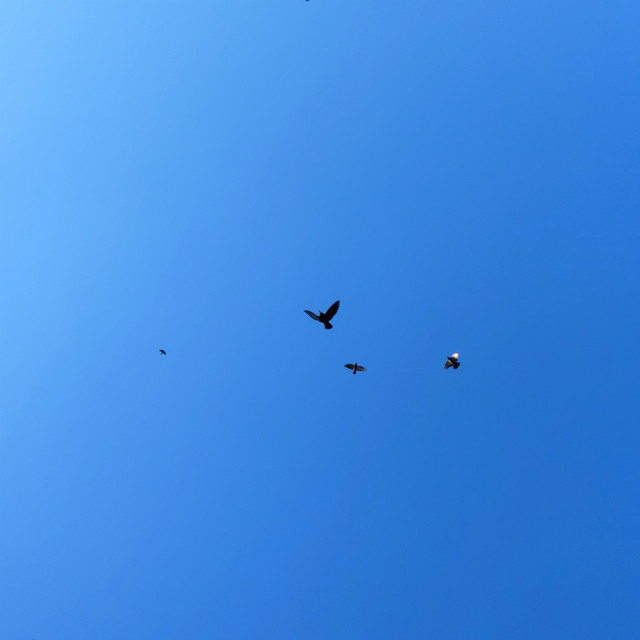 Обкладинка: Fly in Space — Taras Red