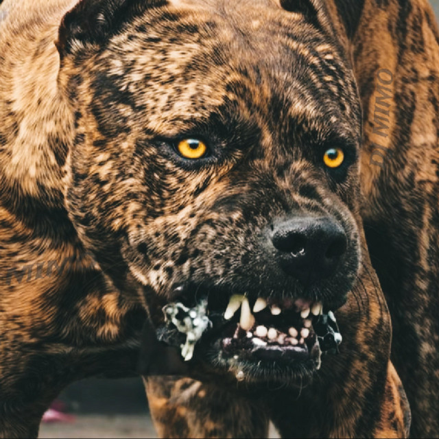Maniacs