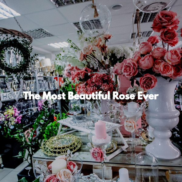 The Most Beautiful Rose Ever - Album by Soft Music Playlisted | Spotify