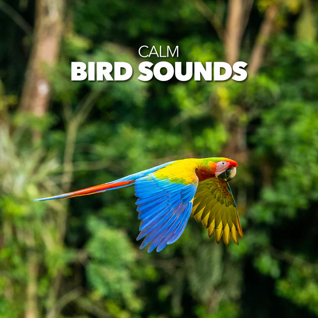 Calm Bird Sounds ! ! ! ! ! ! - Album by Calm Bird Sounds | Spotify