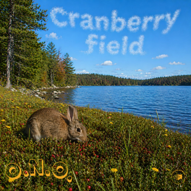 Cranberry Field