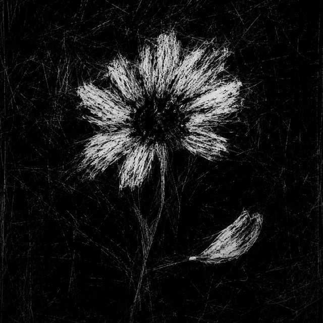 Even the Prettiest Flower Can Miss a Petal
