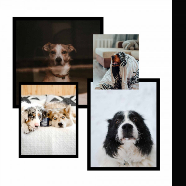 Background Music for Sleepy Puppy cover art