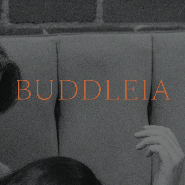 Buddleia cover art