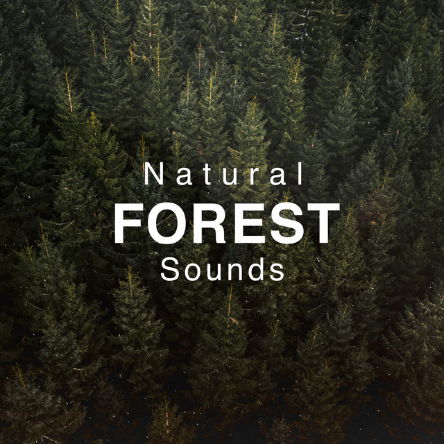 Natural Forest Sounds - Album by Natural Forest Sounds | Spotify