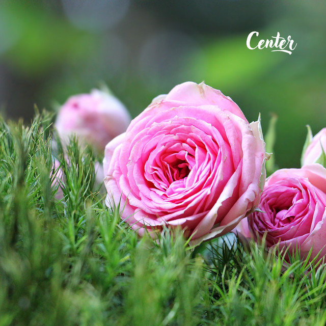 Center cover art