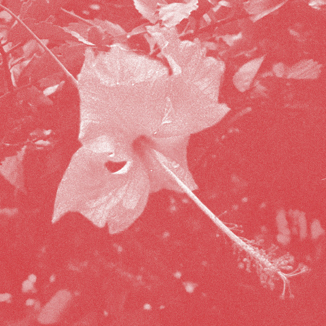 Celer announces new album Poulaine on Room40