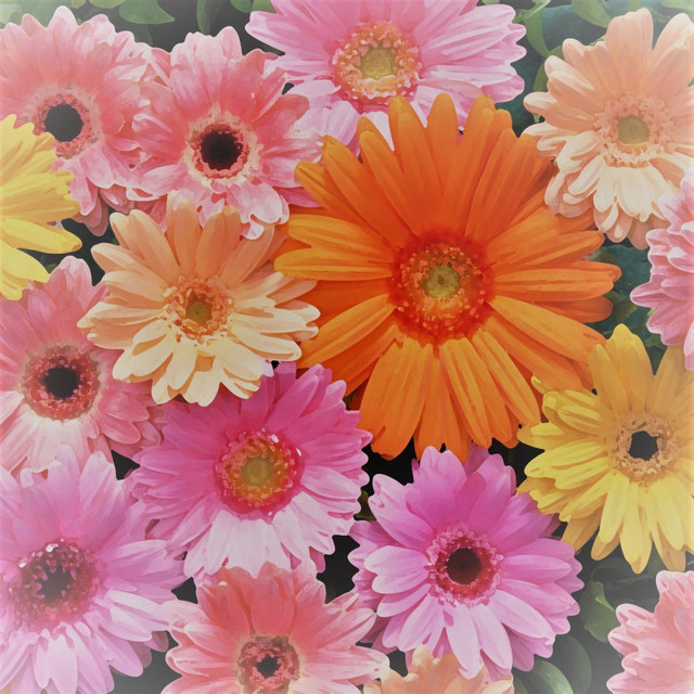 Dear Piano song cover art