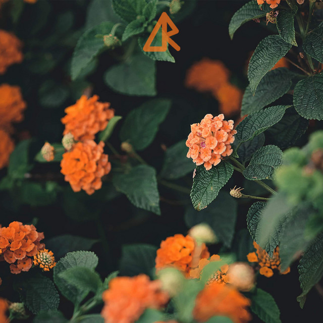 Sad but It's Autumn cover art