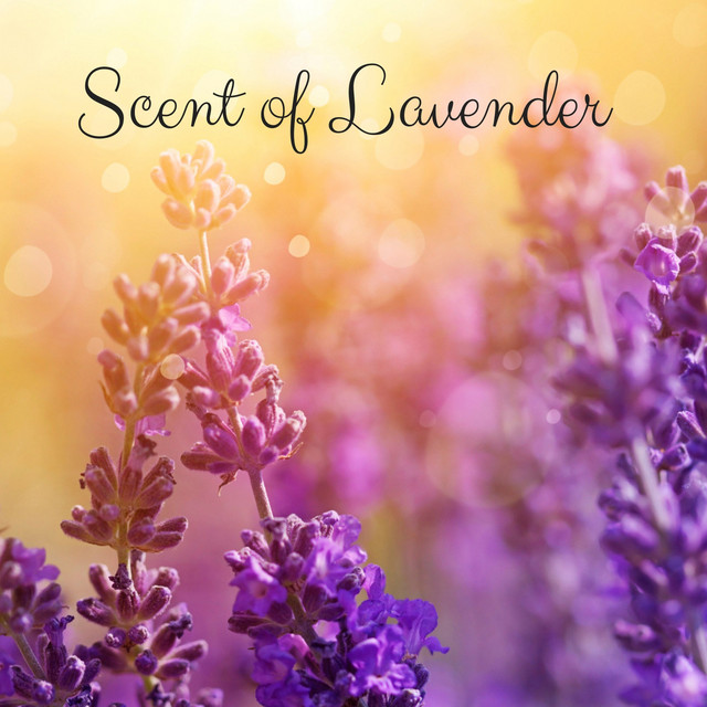 Scent of Lavender cover art