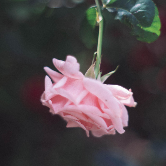 Upside Down Rose cover art