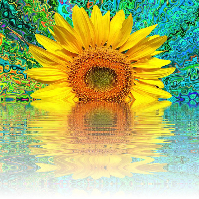 Sunflower cover art