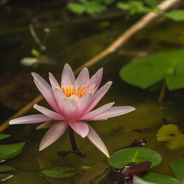 Dreamy Weather | Massage Music, Soundscapes, Stress Relief cover art