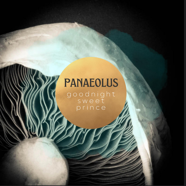 Panaeolus (single)