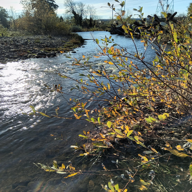 standing in the golden stream. cover art