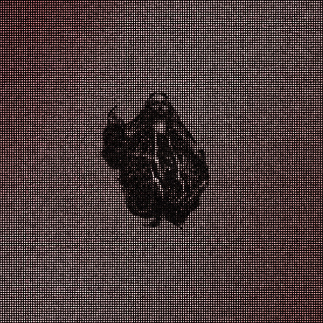 ROSE GOLD cover art