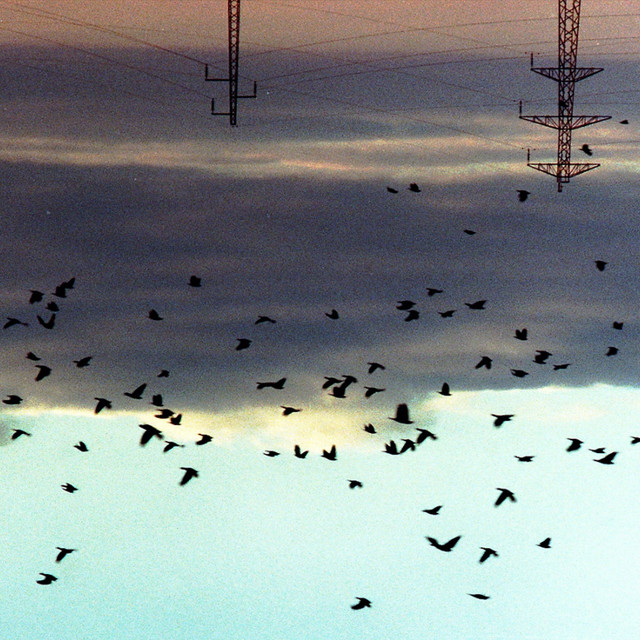 Do Birds Dream to Fly ? cover art