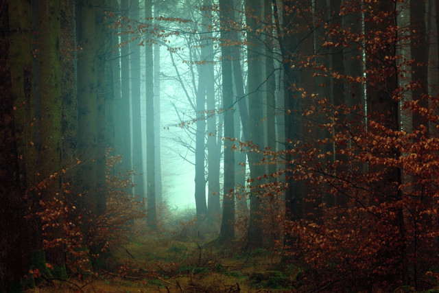 Friendly Cozy Day / Tranquil New Age Music, Nature's Blessing, Relaxation Meditation Music cover art