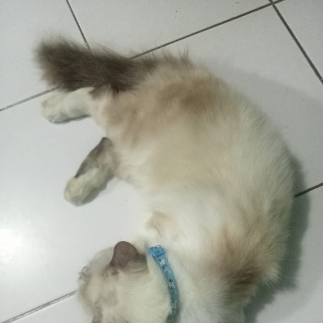 yadi izhar2