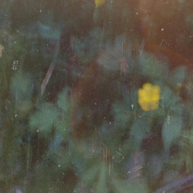Eucalyptus cover art