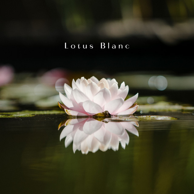 Lotus Blanc: Au Cœur du Silence