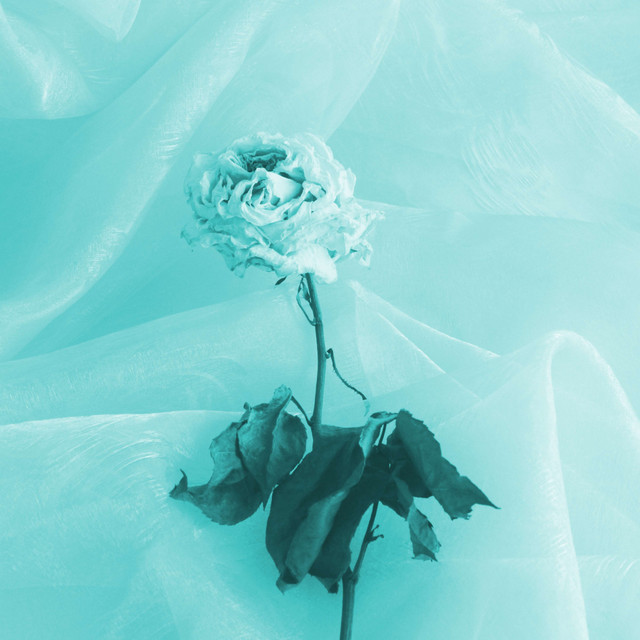 flowers cover art