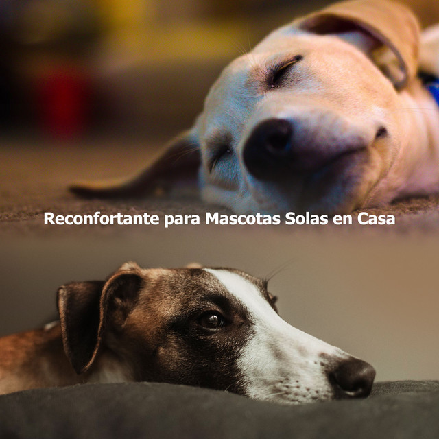 Reconfortante para Mascotas Solas en Casa - Album by Música de Cachorro ...