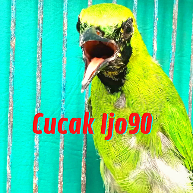 cucak ijo90 | Spotify